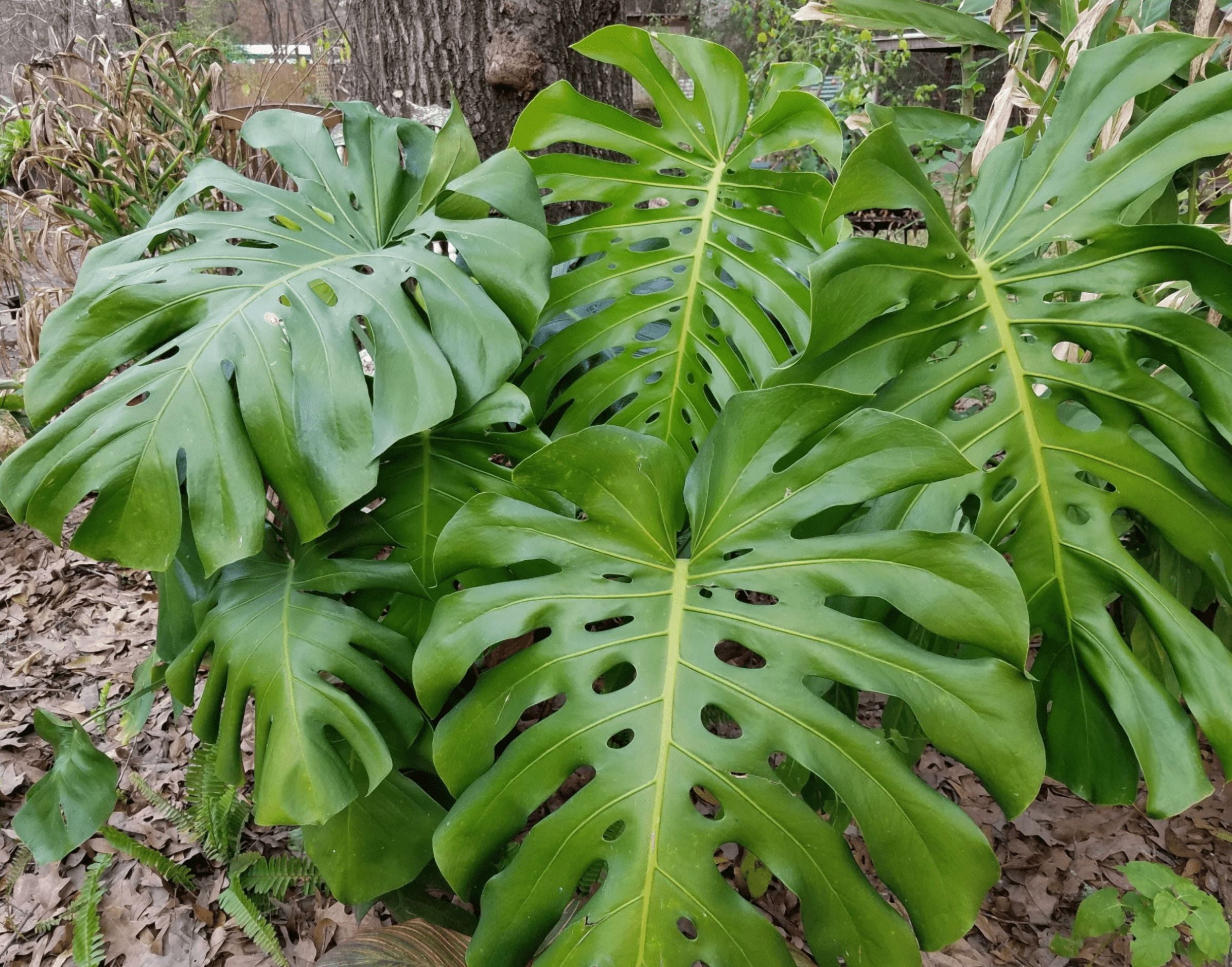 Monstera Deliciosa Plant Live, Philodendron Swiss Cheese Live Indoor Houseplant, Tropical Split-Leaf Plant for Home Office, 5-8" Tall, No Pot