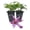 2 Plants, variant on Clematis Alionushka - Live Starter Plant in a 2 Inch Growers Pot - Starter Plants Ready for The Garden - Rare Clematis for Collectors