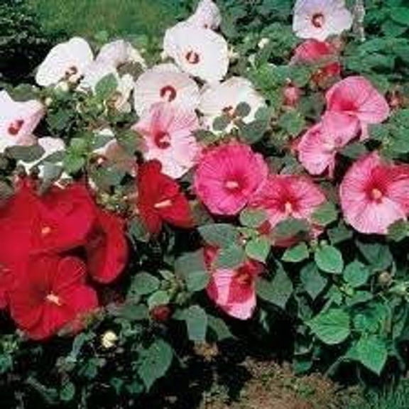 Daylily Nursery 10-12 inch Hardy Hibiscus Mix Plant Live Plants in 3.5 inch containers Count of 3, Foolproof, Gratifying
