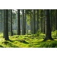 thumbnail image 3 of EREHome Polyester Fabric Forests Backdrop 7x5ft Photography Backdrop Green Trees Grass Land Sunshine Nature Landscape Photos Shooting Video Studio Props, 3 of 3
