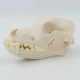 thumbnail image 3 of Yokua Dog Skull Model Realistic Dog Skeleton Head Model Realistic Dog Head Bone, 3 of 11