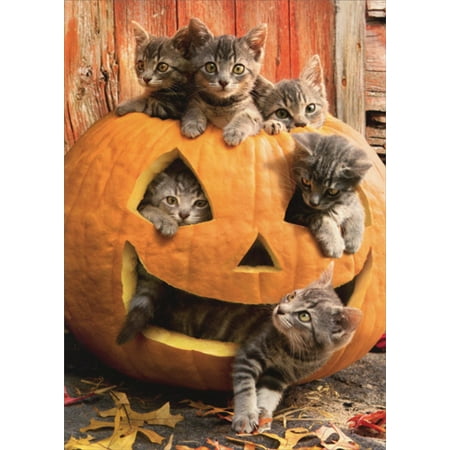 Avanti Press Kittens In Jack O Lantern Cat Halloween Card