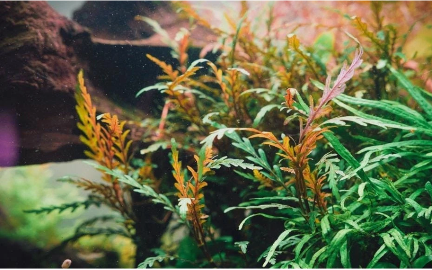 Low Light Aquarium Plant Bundle – Live Freshwater Aquarium Plants