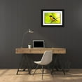 thumbnail image 3 of Jaynes Gallery 18x13 Black Ornate Wood Framed with Double Matting Museum Art Print Titled - Caribbean-Trinidad-Asa Wright Nature Center Euphonia bird on limb, 3 of 4