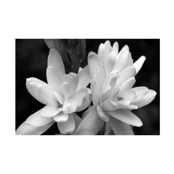 Trademark Fine Art Kurt Shaffer Tuber Rose in Black and White Canvas Wall Art - 30x47