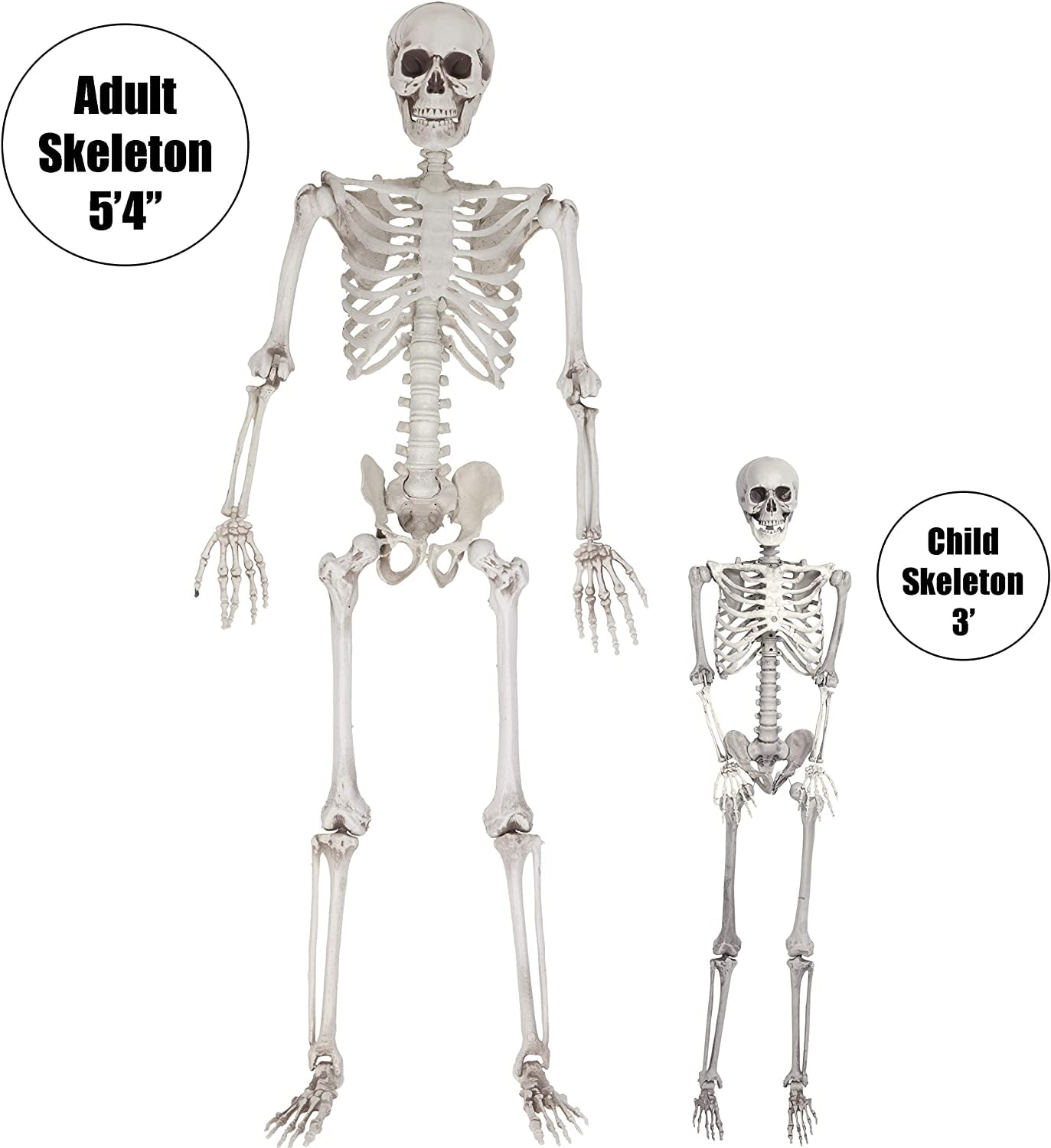 SCS Direct Halloween 2 Pack of Life Size Skeleton Decorations with