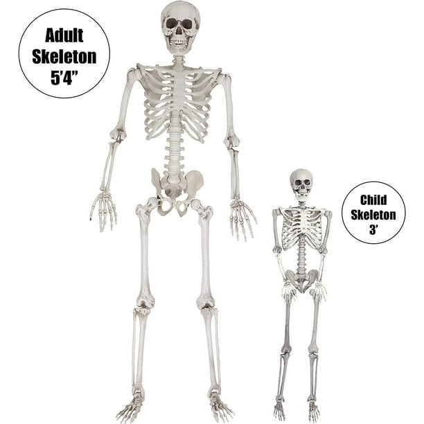 SCS Direct Halloween 2 Pack of Life Size Skeleton