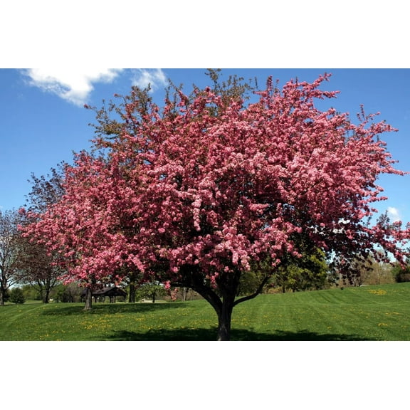 Green River 5 Black Cherry Tree Seeds - Fragrant White Blossoms for Early Spring Gardening & Ornamental Landscaping