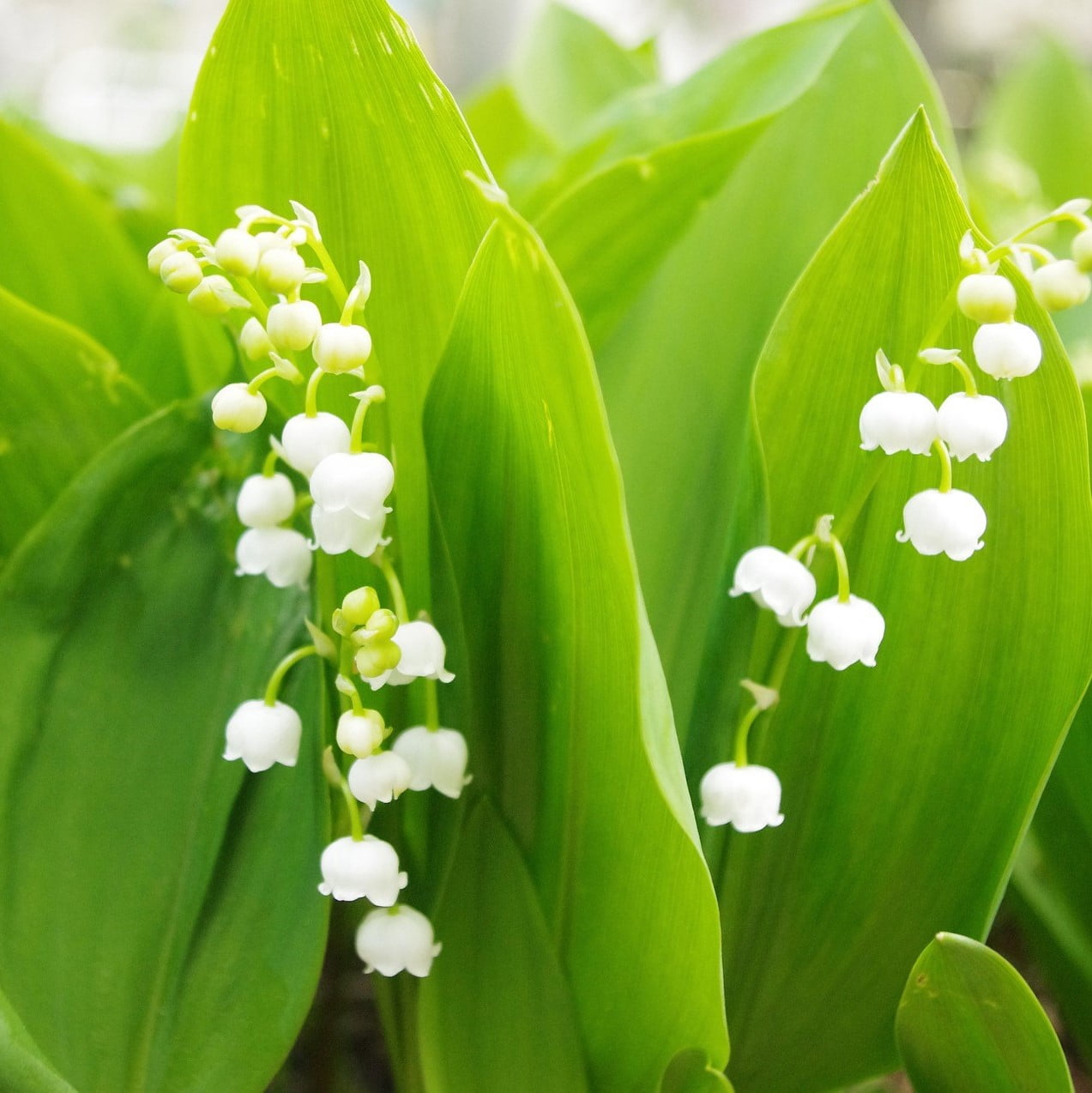 Lovely Lily of the Valley Flowers - 8 Bulbs - Attracts Butterflies, Bees & Hummingbirds- Petite White Fragrant Flowers - Spring Garden Perennial