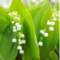 thumbnail image 6 of Lovely Lily of the Valley Flowers - 8 Bulbs - Attracts Butterflies, Bees & Hummingbirds- Petite White Fragrant Flowers - Spring Garden Perennial, 6 of 6