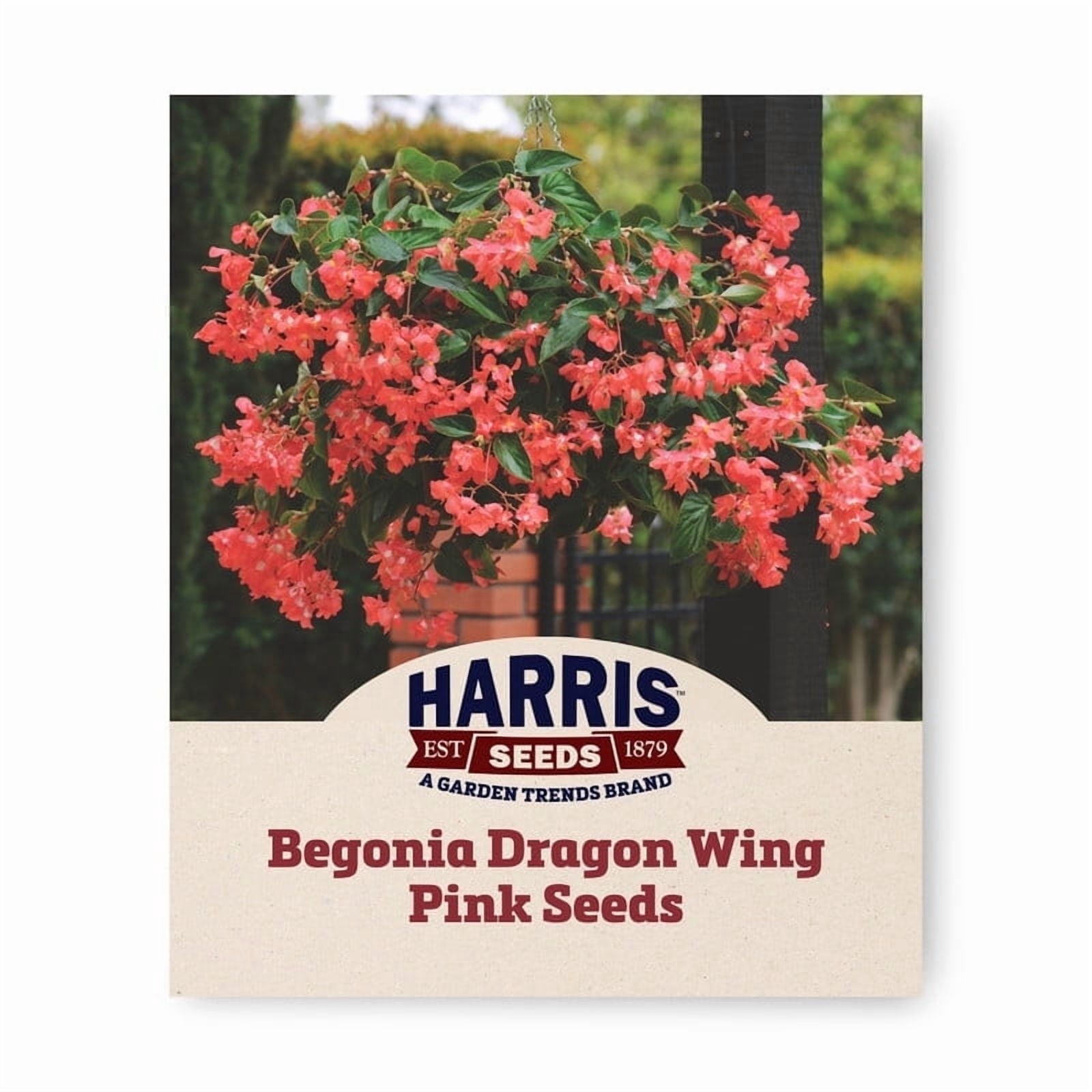 Harris Seeds Dragon Wing Rose Begonia Rose Pink Flowers for Baskets and Garden Beds 100 Count