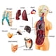 thumbnail image 2 of Modelo de Cuerpo de Torso Humano AnatóMico ExtraíBle 3D para EducacióN Juguete Estructura del Cuerpo Humano EnseñAnza para NiñO Chico Estudiante, 2 of 5