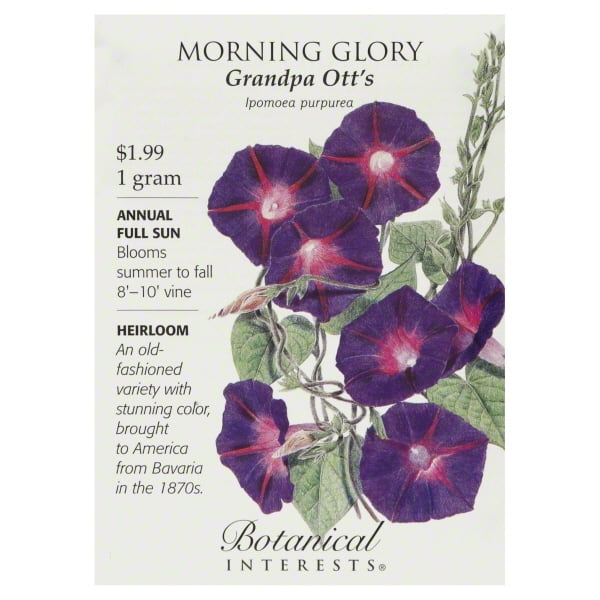 1 Lb Grandpa Ott Morning Glory Wildflower Seeds Everwilde Farms Mylar Packet 