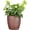 Copper, variant on Live English Ivy Plant - Air Purifying - 4" Decorative Pot Cover - Coffee - Thorsen's Greenhouse