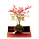thumbnail image 5 of 3x Estilo Japonés Bola Bonsái Flor, Verde Sphagnum Sustrato Planta Hidratante en Macarena Moss Ball Maceta, 5 of 7