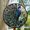 Blue Green Peacock, variant on Ornament Window Hanging, Blue Shark Ocean Marine Life Suncatcher for Doors Window Home Stain Sun Catchers Decoration Mother's Day Birthday Gifts for Women, Men, and Mom, 2025,