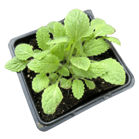 Clary Sage (Salvia sclarea) Organic Plant in 2.5-inch Pot by Smoke Camp Crafts
