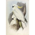 thumbnail image 2 of Crested Cockatoo Poster Print by John Gould, 2 of 2