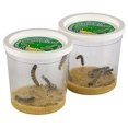 thumbnail image 3 of Insect Lore 2 vasos de orugas con alimento, 10 piezas, 3 of 6
