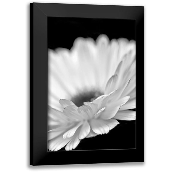 Schell, Jennie Marie 11x14 Black Modern Framed Museum Art Print Titled - Daisy Flower Macro Black and White 2