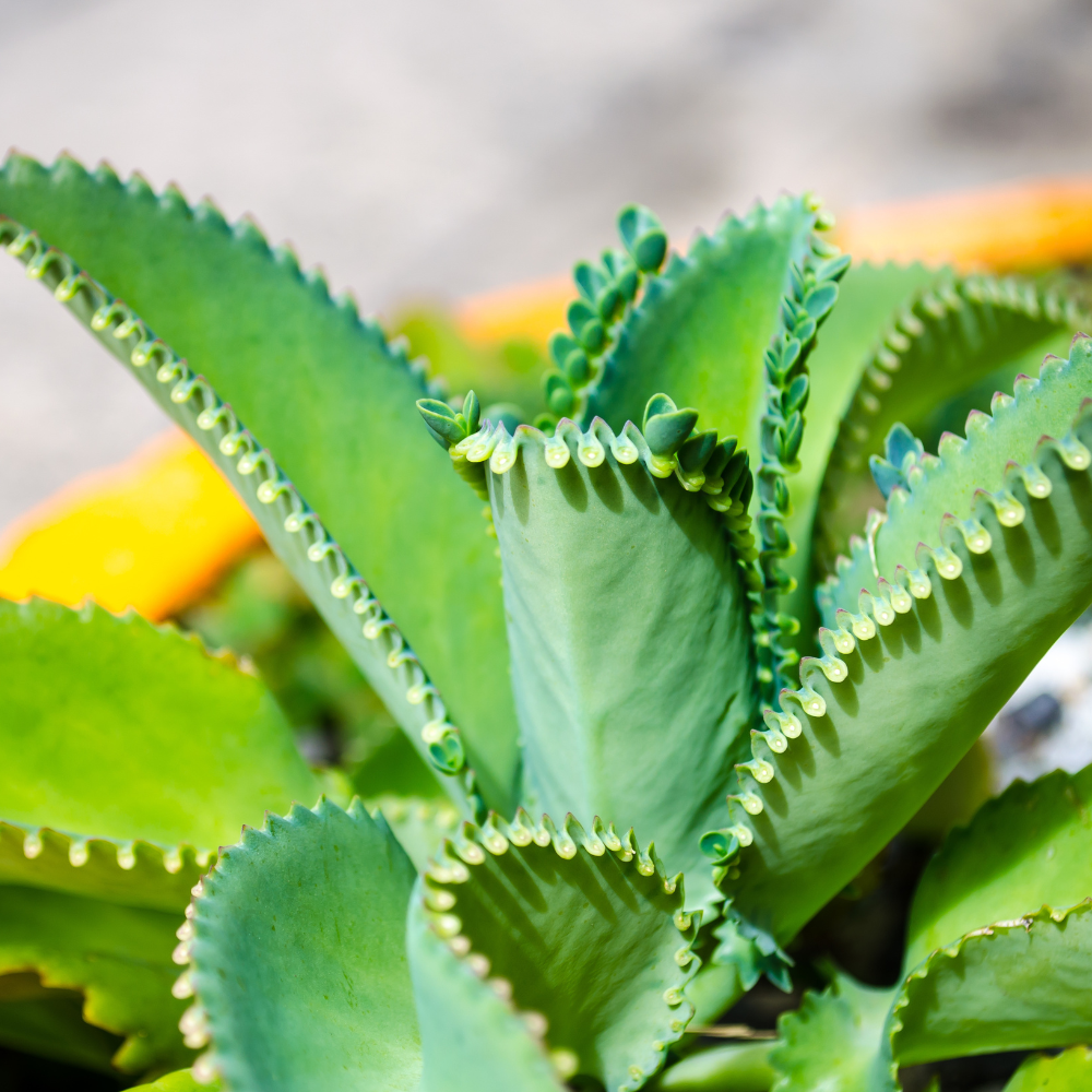 Mother Of Thousands Plant Live, Kalanchoe Succulent Plant in 2" Pot, Indoor Houseplant