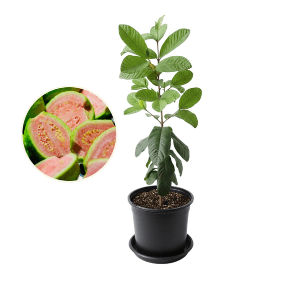 Pink Guava Live Plant, 9 - 11 Inches Tall, Sweet Tropical Fruit Tree, Guava Tree Live Plant for Edible Garden