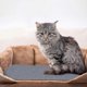 thumbnail image 5 of Adhesive Cat Scratching Mat | Adhesive Scratch Mat | Cat Scratching Mat | Post, 5 of 5
