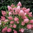 thumbnail image 6 of Strawberry Sundae Hydrangea Live Shrub- 2 Gallon, 6 of 6