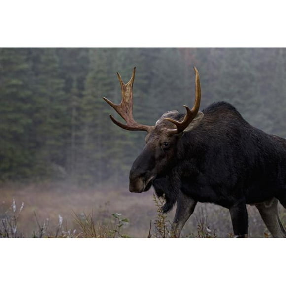 Design Pics DPI2037453 Moose Algonquin Provincial Park Ontario Poster Print, 17 x 11