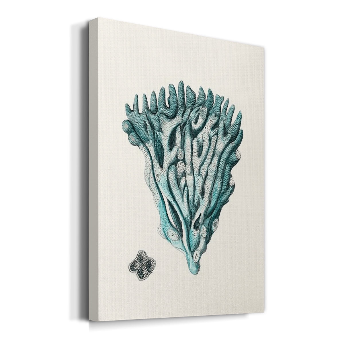 Antique Coastal Coral X Premium Gallery Wrapped Canvas - Ready to Hang
