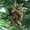 E, variant on Christmas Sasquatch Ornament with Hanging, Wildlifes Wonders Collection Ornament, Christmas tree decoration,