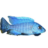3 Pack Turkis Cichlid Unsexed, Live Fish, Blue 2-3in,