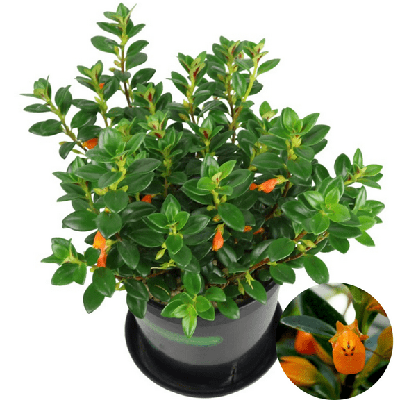 Goldfish Plant Live in 2'' Pot, Trailing Goldfish Plant, Live Indoor Plant, Rare Indoor Houseplant for Hanging Basket