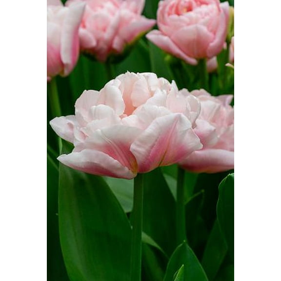 Dreamer Double Early Tulip - 11/12 cm Bulbs - 5 Bulbs