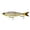 Heater Shad, variant on 6th Sense – Draw 6.5 – Glide Bait – Bass Fishing – Designed with Pro Angler Ben Milliken – 6.5"