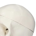 thumbnail image 2 of Simulation 1:1 Human Head Skull Model Removable PVC Skull Model for Anatomy Learning Course, 2 of 4