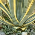 thumbnail image 5 of Agave Americana 'Variegata', 5 of 5