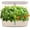 Beige, variant on SUNCOZE 12 Pod Hydroponic Growing System, Indoor Herb Garden with 24W LED Grow Light, 4L Water Tank, Adjustable Height, Black