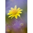 thumbnail image 2 of Anon, Ellen 13x18 White Modern Wood Framed Museum Art Print Titled - Soft focus of yellow flower among purple flowers, 2 of 4