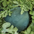 thumbnail image 4 of Burpee Organic Bush Sugar Baby Watermelon Vegetable Seed, 1-Pack, 4 of 5
