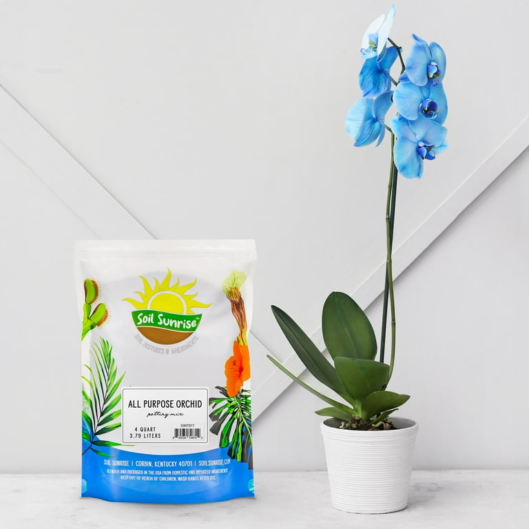 where to buy vanilla seeds for planting Sunshine State Vanilla Bean Orchid