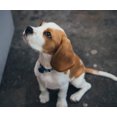 thumbnail image 1 of Petit Beagle Mignon - Peinture Diamant DIY, 1 of 6