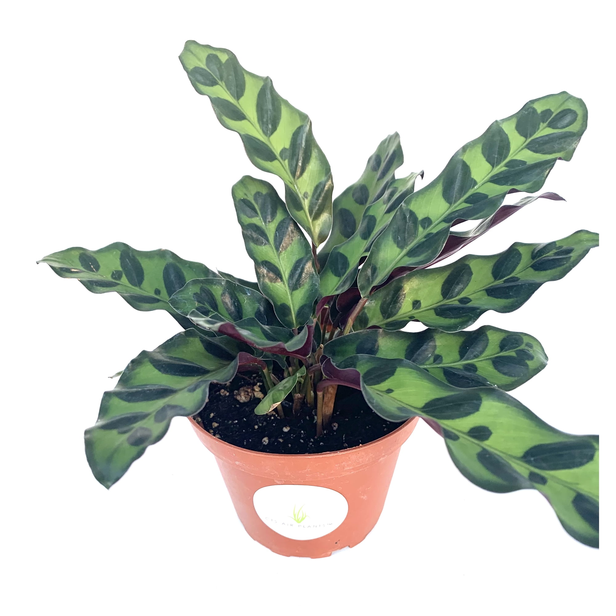 Rattlesnake Air Purifying Houseplants Calathea Lancifolia