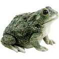 thumbnail image 4 of Michael Carr Designs Critters Reptile Texas Toad Outdoor Lawn Figurine, 4 of 4