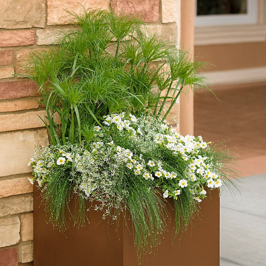 Proven Winners Cyperus Prince Tut Papyrus Grass 1.5 Pint for Full to Partial Sun
