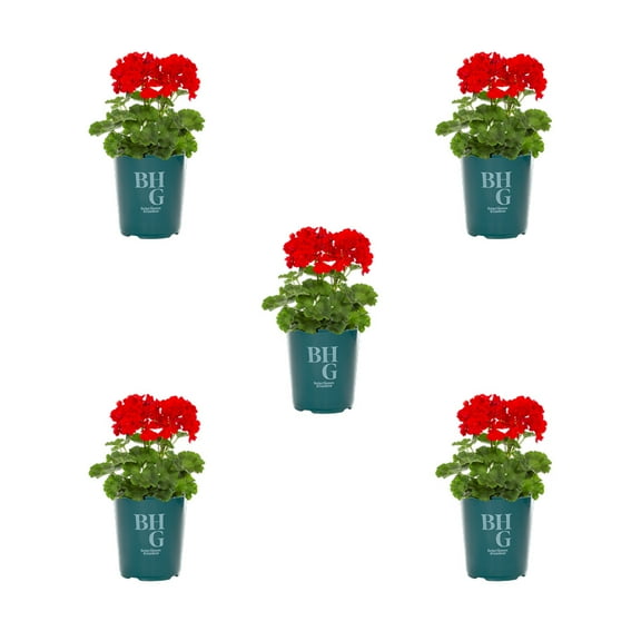 Better Homes & Gardens 1.5PT Red Geranium Live Annual Plant Sun 5-Pack