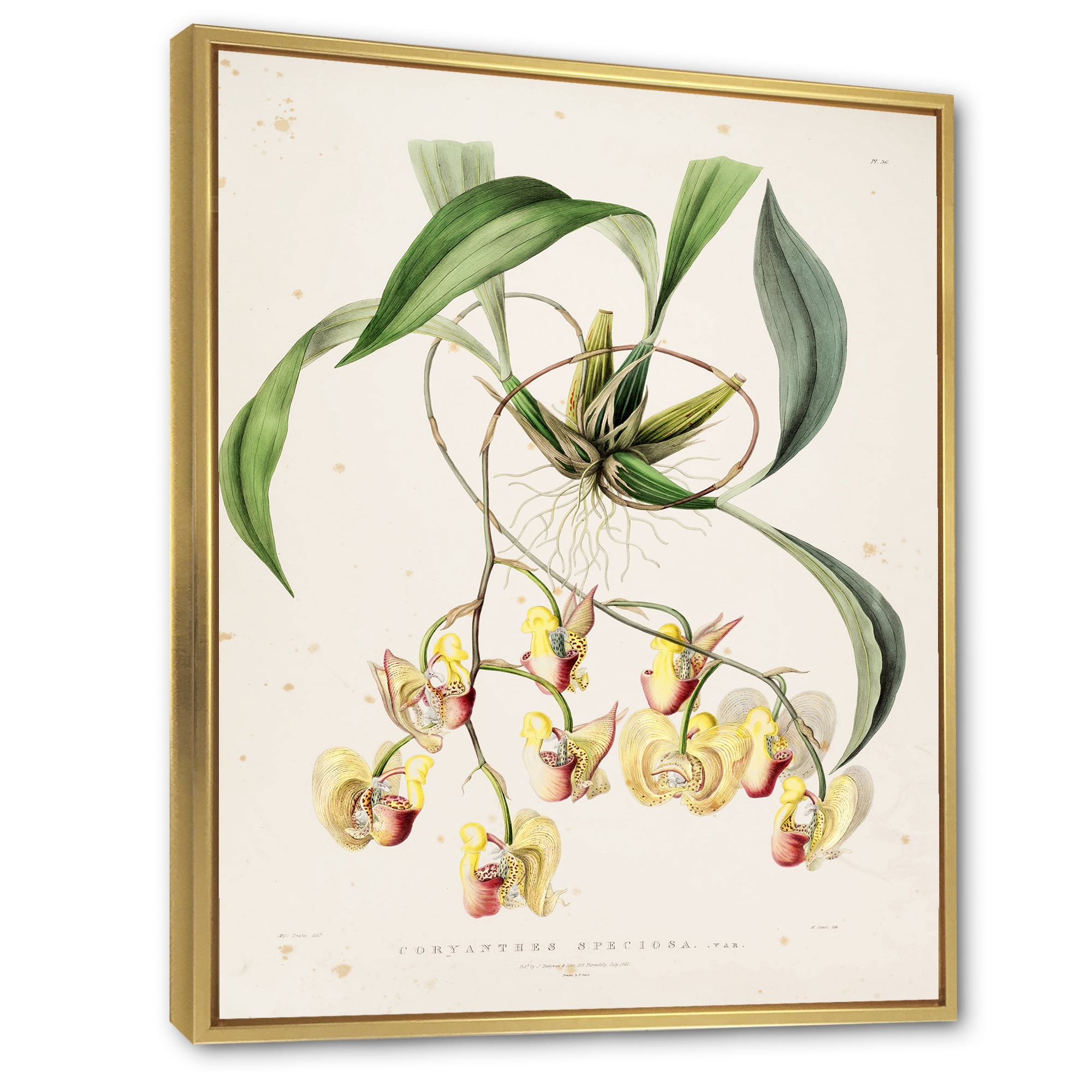 Designart 'Blossoming Vintage Flower I' Traditional Framed Canvas Wall Art Print