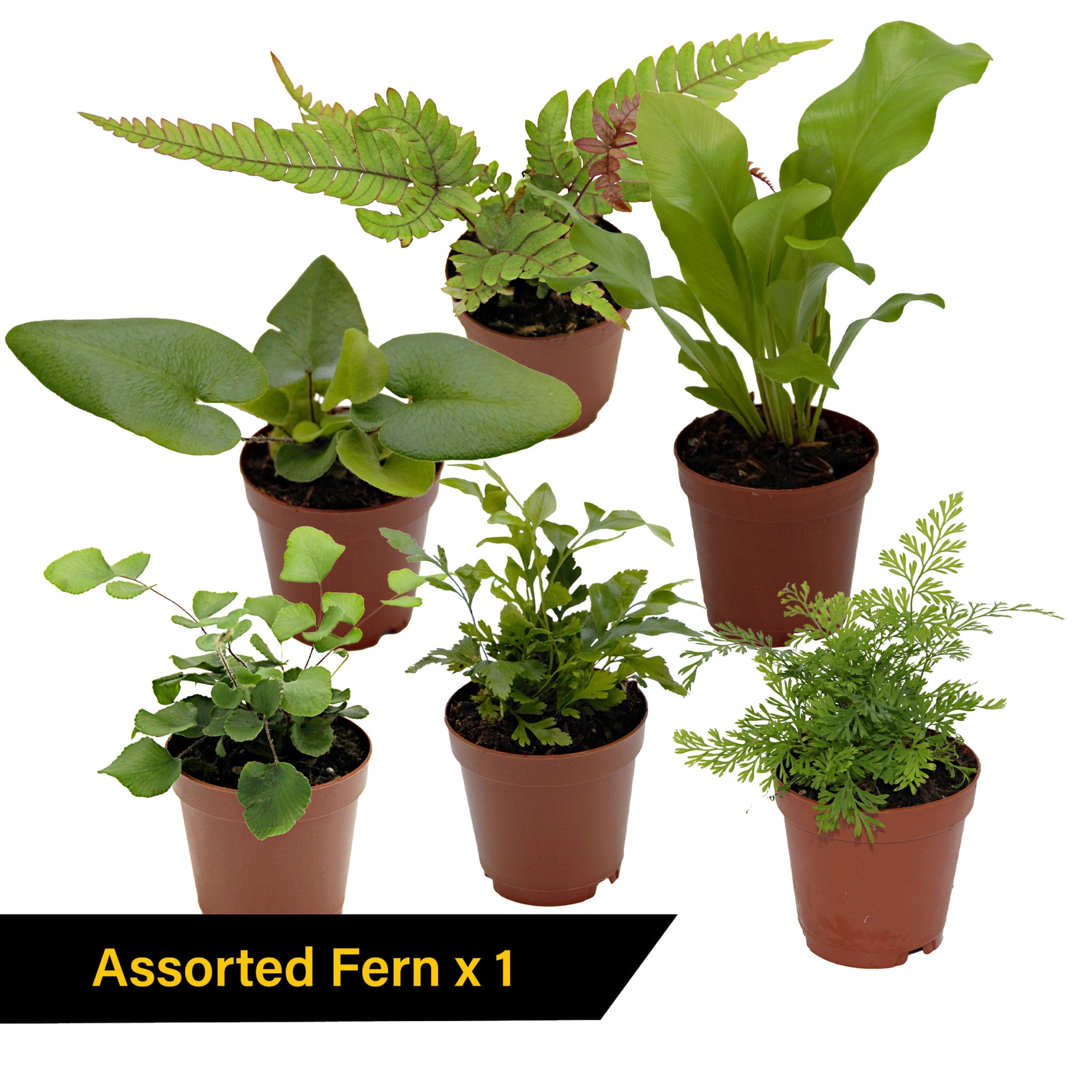 ReptiCulture Tropical Plant Starter Bundle