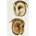 thumbnail image 2 of Gould, John 16x24 Black Modern Framed Museum Art Print Titled - Masked barn owl and Tasmanian masked owl, 2 of 4
