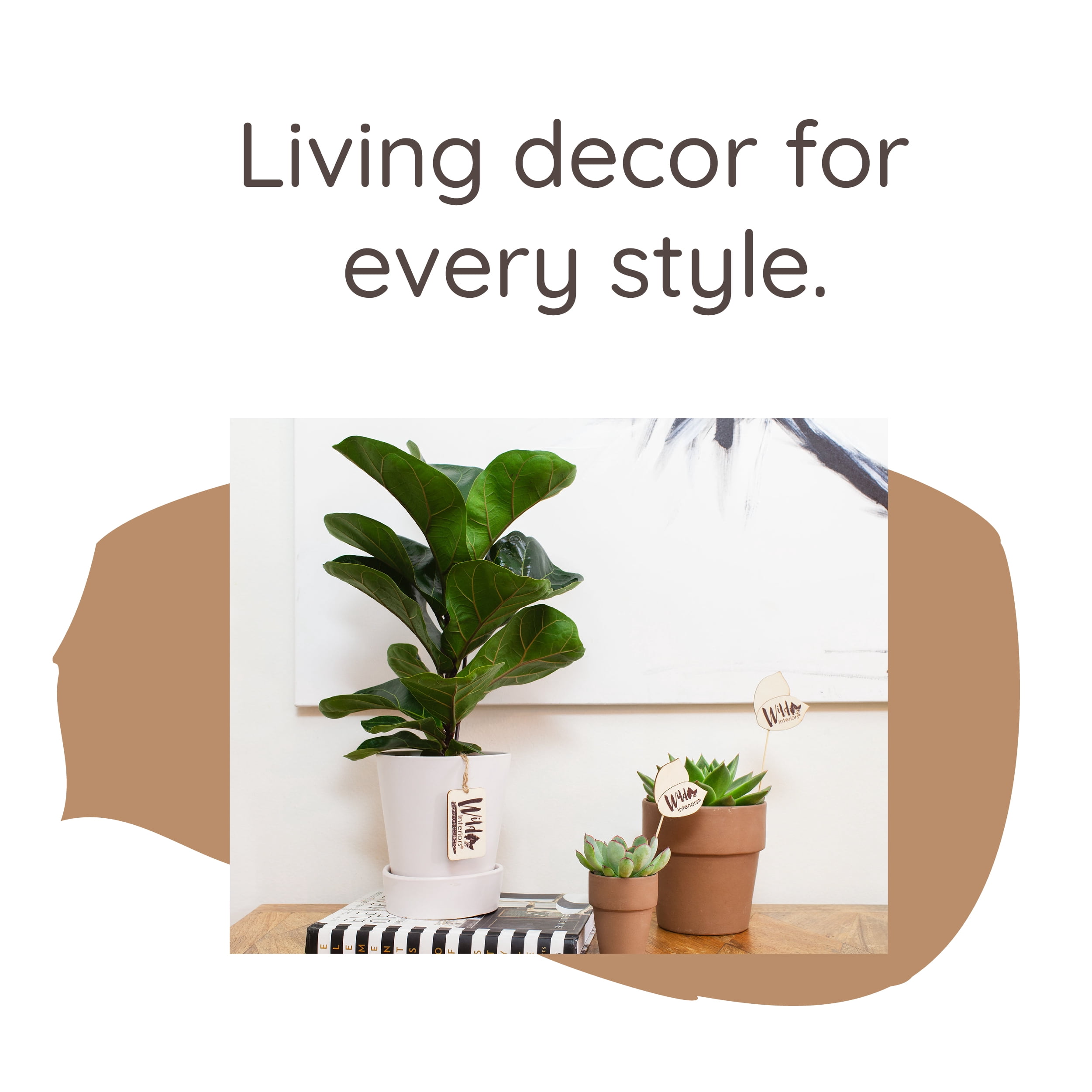 Wild Interiors Dwarf Fiddle Leaf Fig Plant, 2-3’ Tall, 5” Ceramic Pot